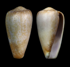 Conus chiapponorum