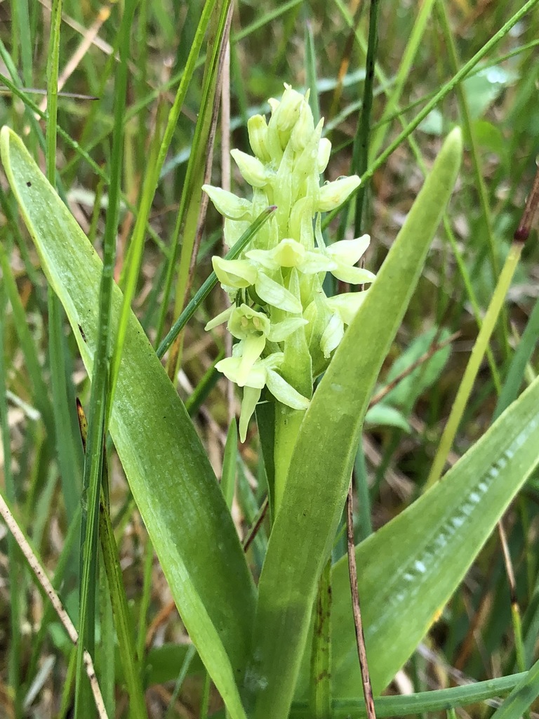 Platanthera convallariifolia