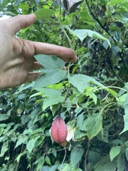 Passiflora cisnana
