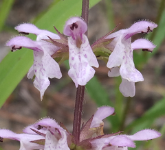 Stachys hyssopifolia