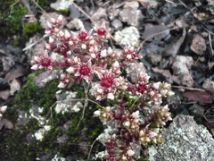 Sedum vinicolor