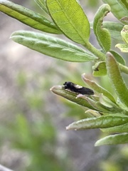 Grapholita tristrigana