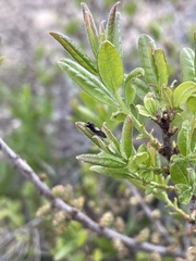 Grapholita tristrigana