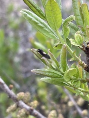 Grapholita tristrigana