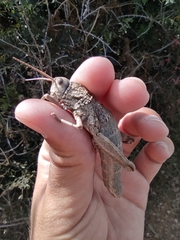 Acinipe galvagnii