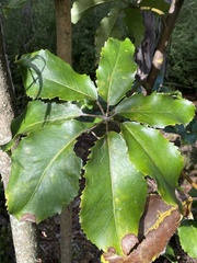 Pseudopanax arboreus
