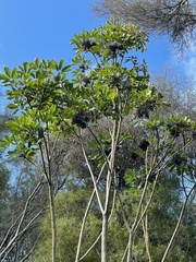 Pseudopanax arboreus