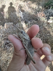 Acinipe galvagnii