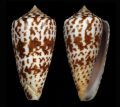 Conus chindeensis