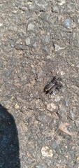 Sphenophorus parvulus