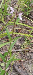 Stachys hyssopifolia