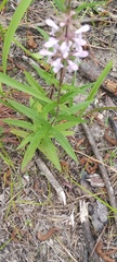 Stachys hyssopifolia
