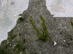 Ulva linza