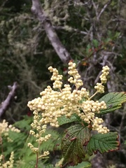 Holodiscus discolor discolor