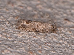 Pelochrista consobrinana