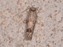 Pelochrista consobrinana