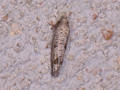 Pelochrista consobrinana