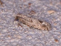 Pelochrista consobrinana