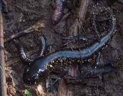 Ambystoma macrodactylum macrodactylum