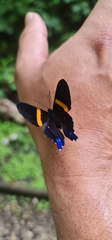 Ancyluris inca