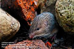 Heteromys salvini