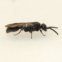 Tiphioidea