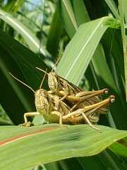 Schistocerca pallens