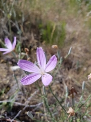 Lygodesmia grandiflora