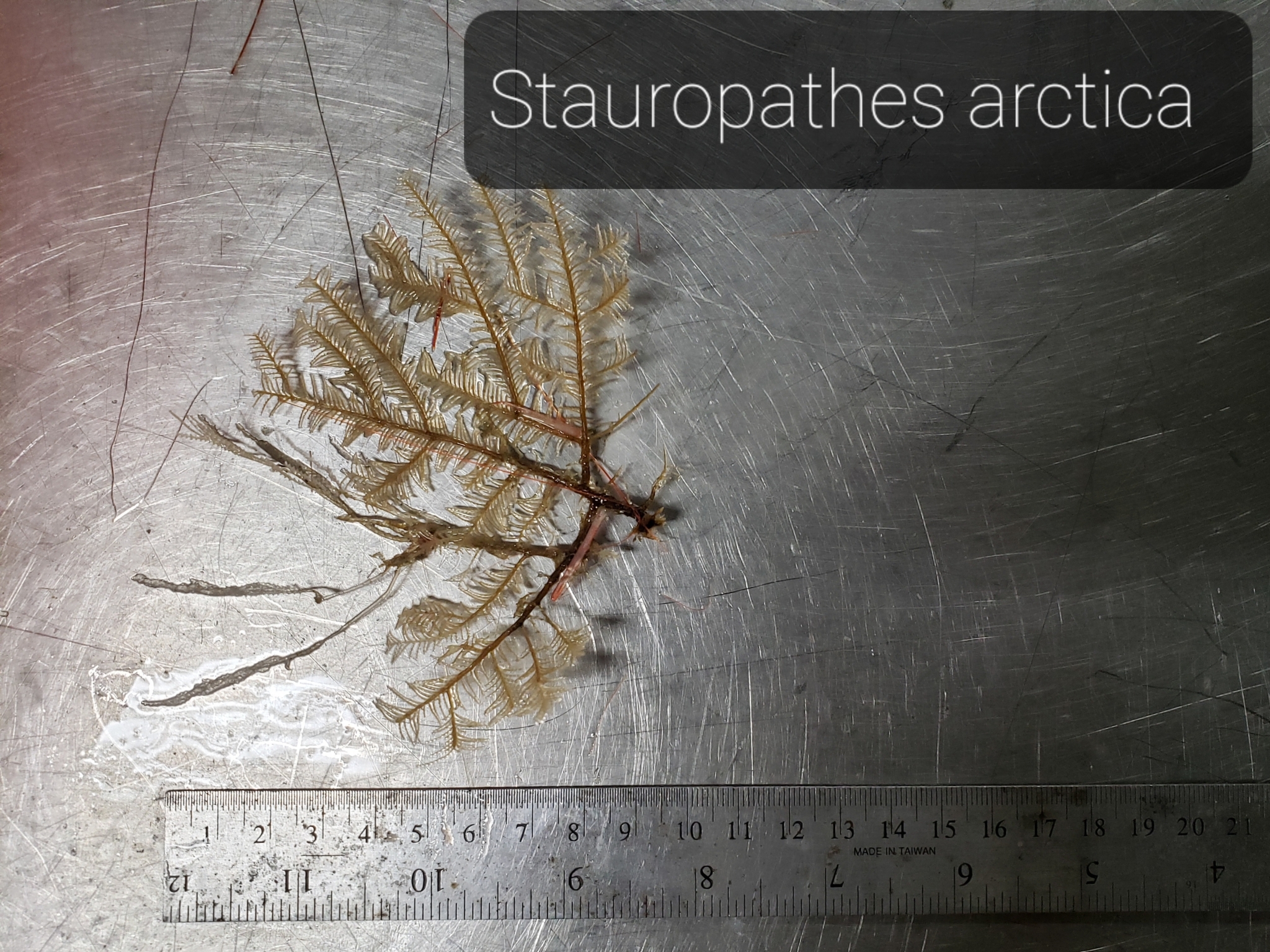Aglaophenopsis cornuta (Fewkes, 1881)