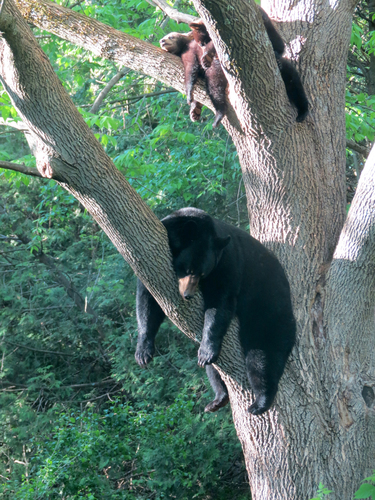American Black Bear, Monkton Ridge, Monkton, VT 05473, USA, photo 10 of 10