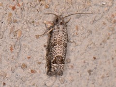 Pelochrista consobrinana