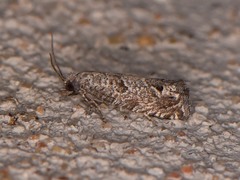 Pelochrista consobrinana