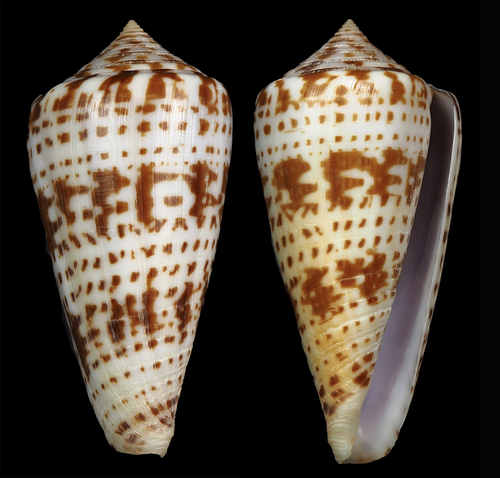 Conus chindeensis · iNaturalist