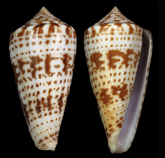 Conus chindeensis