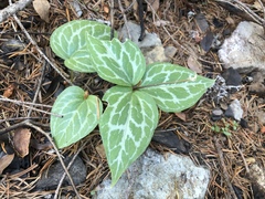 Pseudotrillium rivale