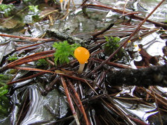 Mitrula lunulatospora