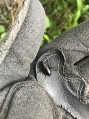 Tarpela micans