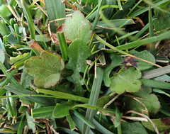 Ranunculus royi