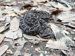 Crotalus campbelli