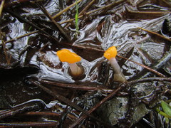 Mitrula lunulatospora