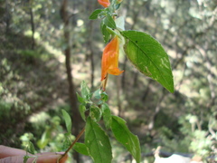 Clinopodium macrostemum