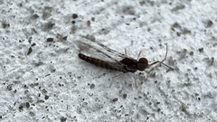 Callibaetis ferrugineus ferrugineus