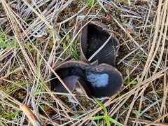 Dissingia leucomelaena