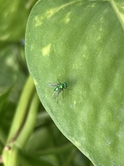 Condylostylus