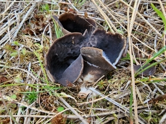 Dissingia leucomelaena