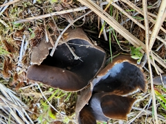 Dissingia leucomelaena