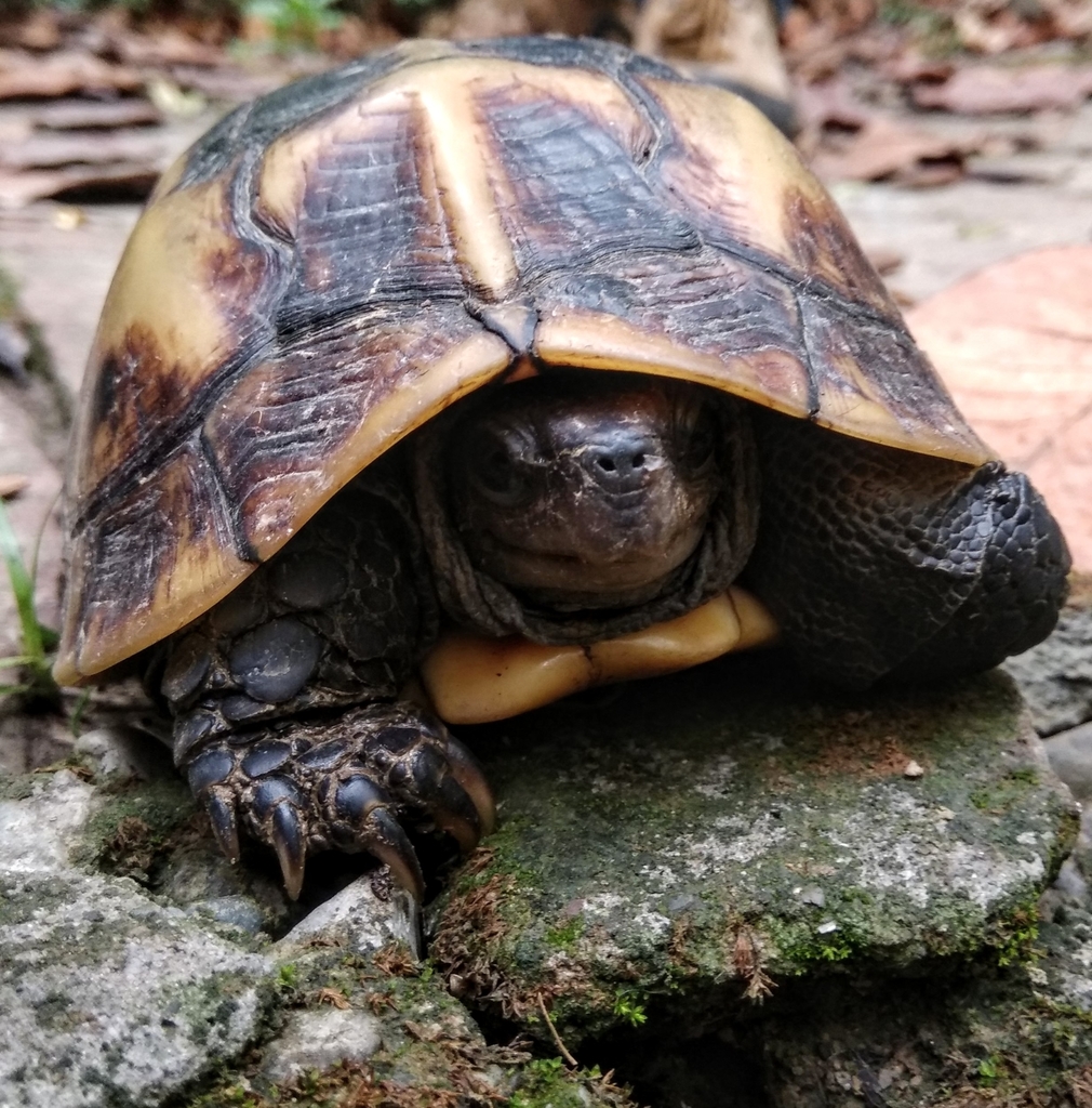 Indian Black and Three-keeled Land Turtles