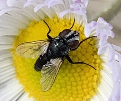 Leucostoma