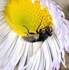 Leucostoma
