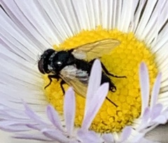 Leucostoma